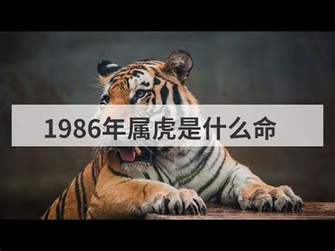 山林之虎|1986年丙寅 山林之虎五行屬火 – 解析及命理分析【1986年丙寅 山。